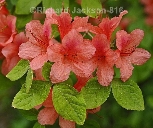 Azaleas - Flowers