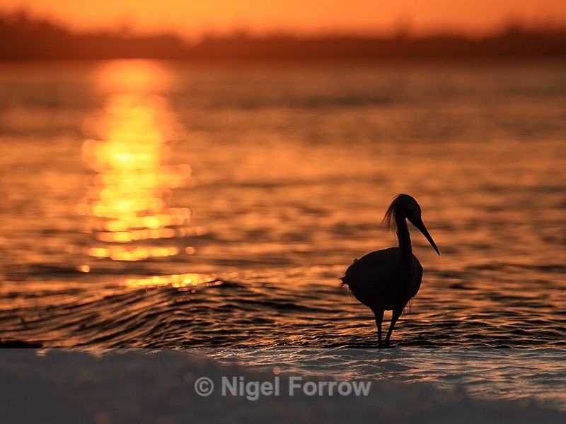 Silhouette of Snowy Egret, Sanibel Island, Florida - Snowy Egret