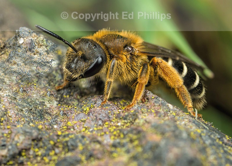 Halictus rubicundus (f)