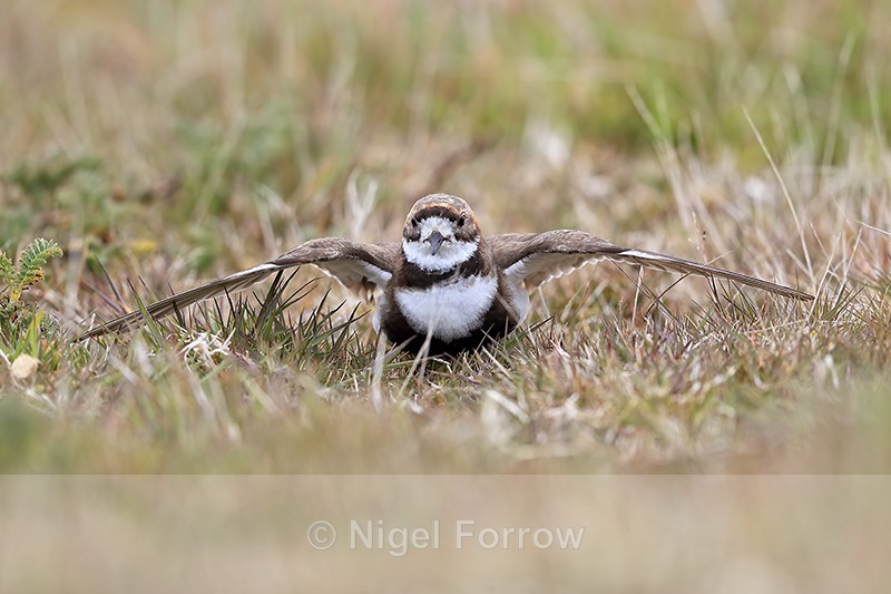 Two-banded Plover wings extended, Falklands - Two-banded Plover