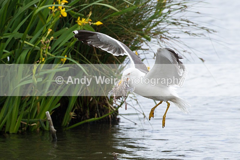 20130624-_MG_4299 - Gulls