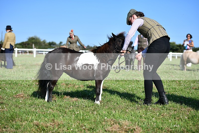 DSC_5670 - Class 49: NPS Shetland Youngstock