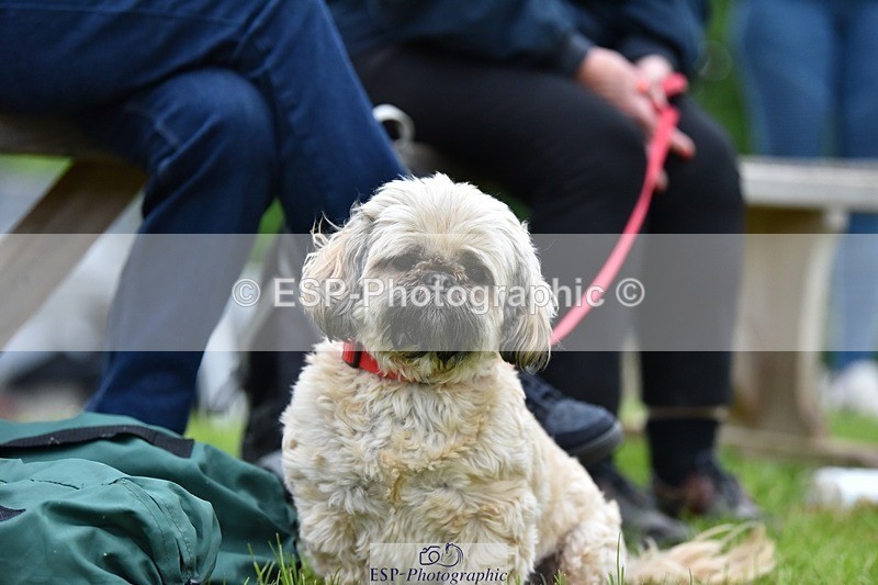 240523-193446-06588 - Candid and Saturday Hobby Horse