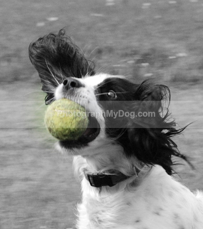  - English Springer Spaniels