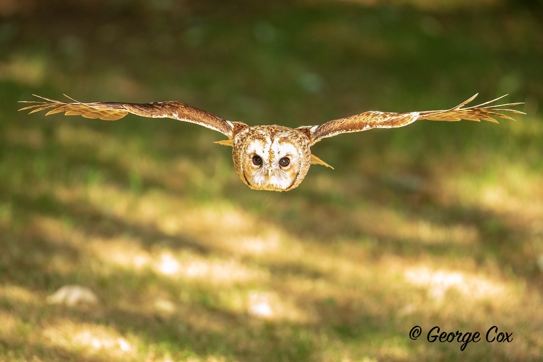 Tawny Owl - Birds in Flight