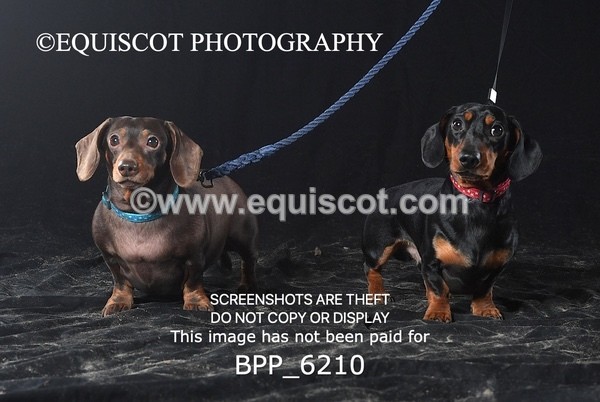 BPP_6210 - LESLEY GRANGER DOGS