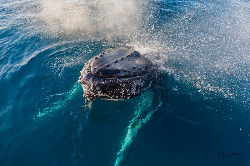 Hello 4_16A8275 - Humpback Whales
