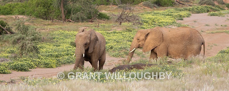 Desert adapted elephants - Namibia