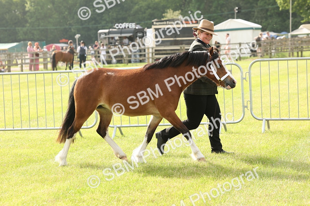 SBM_00471 - Class 6-13 - Mountatin and Moorland In Hand Welsh Breeds