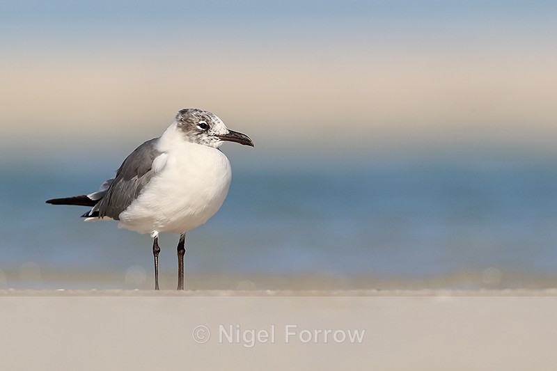 Laughing Gull not in full breeding plumage, Fort De Soto, Florida - Laughing Gull