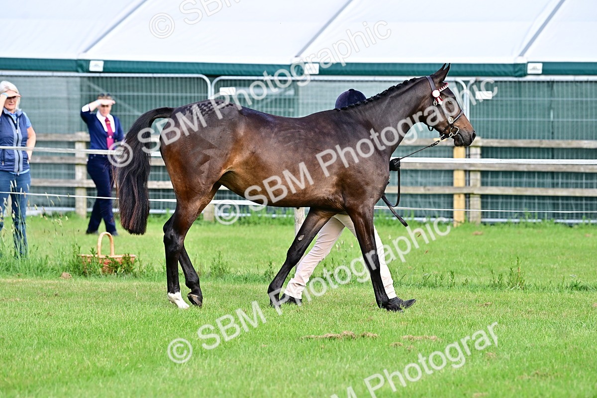 SBM_00072 - Class 46-49 - Arab and Part Bed-Anglo Arab In Hand