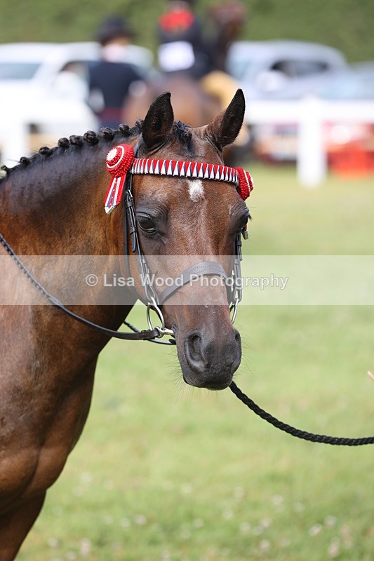 JPP_0401 - Class 14: Cornish Combination Leading Rein