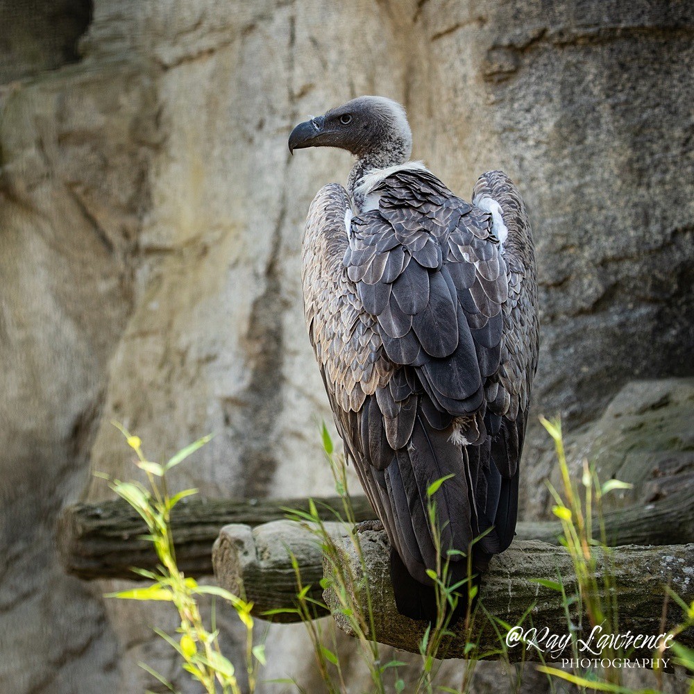 African White Backed Vulture-RLP43790 - Vulnerable and Beyond
