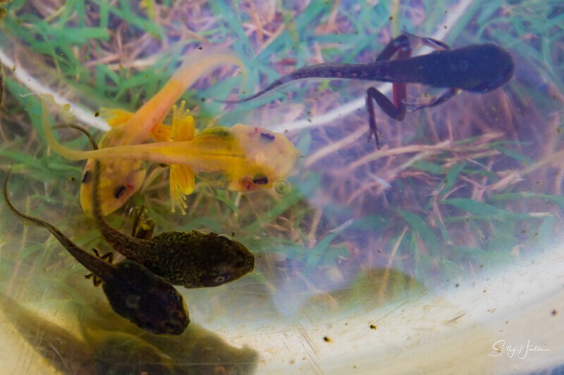 5 Golden Tadpoles - Green Frogs - Golden Variation