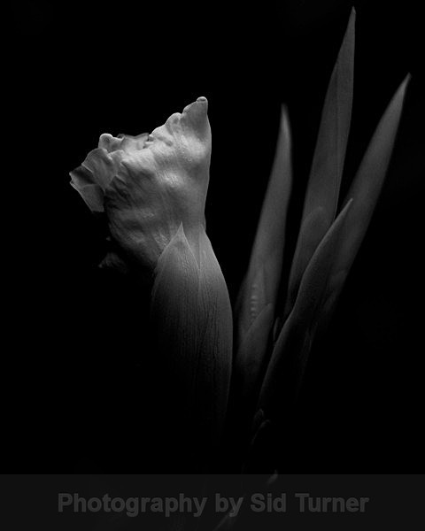  - Flowers and Plants