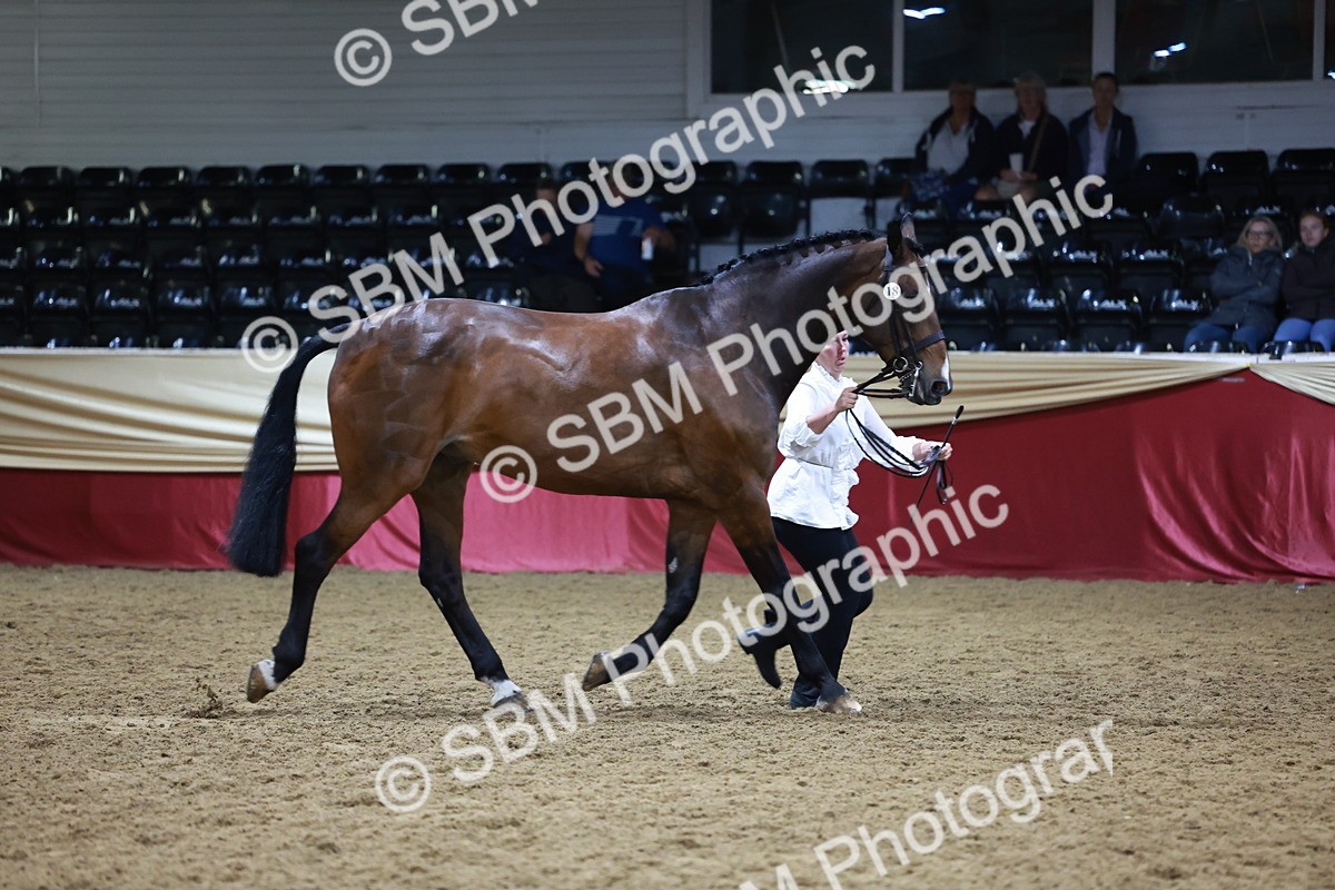SBM_20496 - Class G - IH Large (over 148cm)Champ