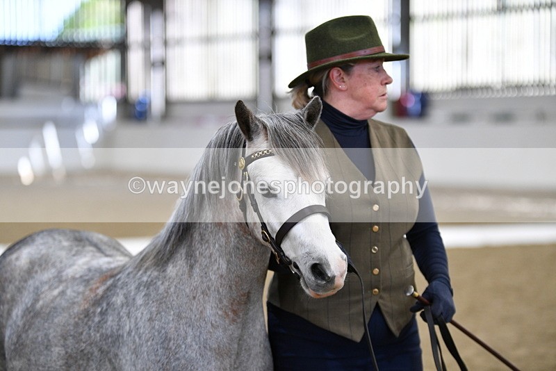 WJ5_5324 - Class 4 In hand M&M - small breeds