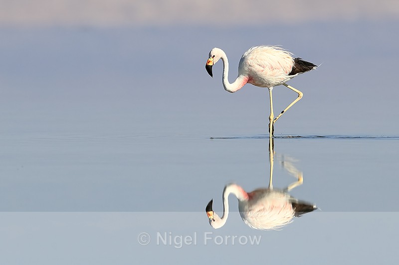 Reflection of Andean Flamingo wading, Laguna Chaxas, Chile - Andean Flamingo