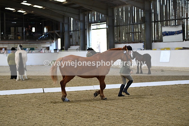 WJ5_3683 - Class 5 In Hand Veterans