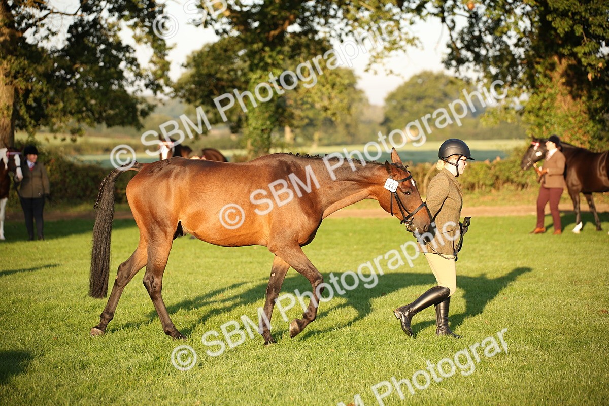SBM_56866 - S49 - Riding Horse & Hack & Thoroughbred In Hand