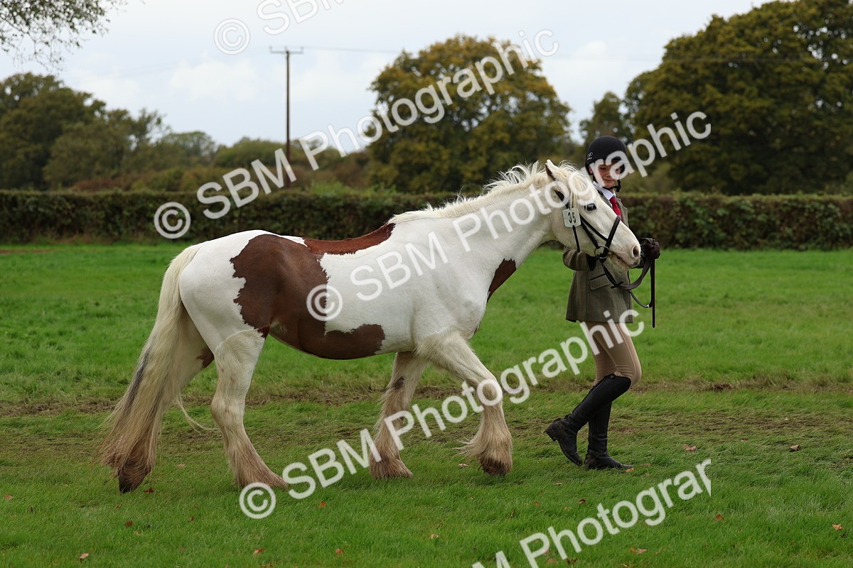 SBM_41698 - S26 - Mature Veteran In Hand