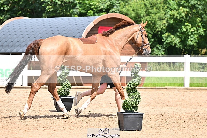 240718A-105303-01491 - Trot Up 12pm to 1pm