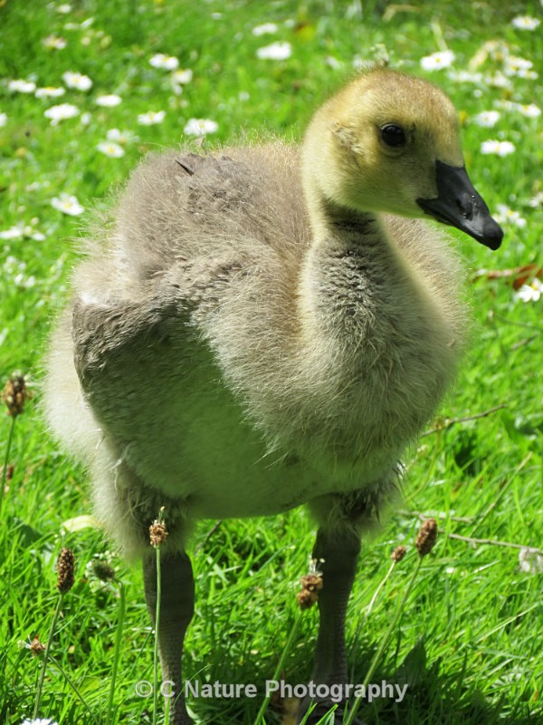 Gosling - Birds