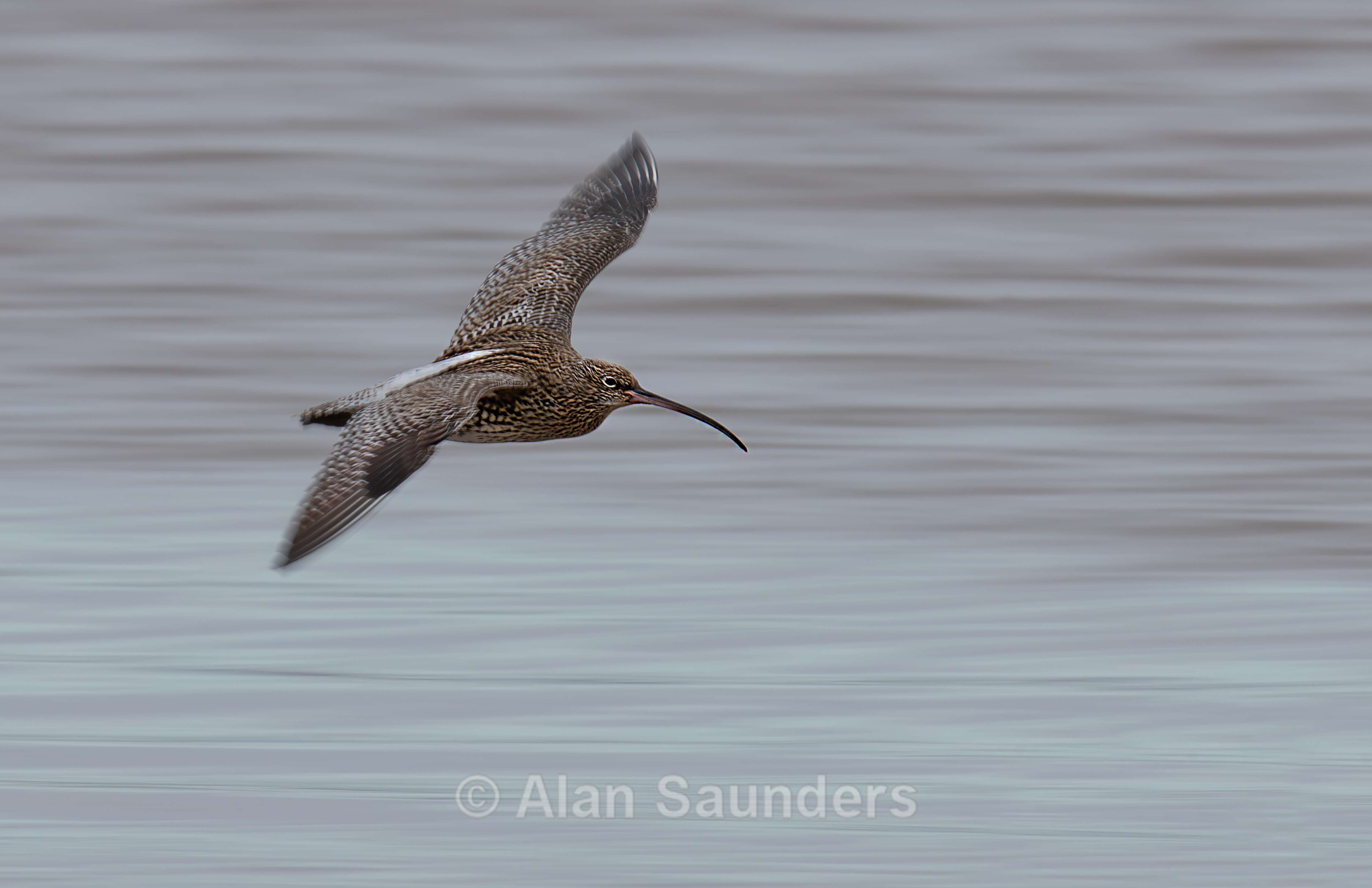 Eurasian Curlew 37
