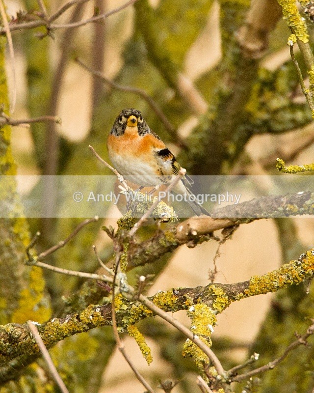 20110319-IMG_2416 - Finches