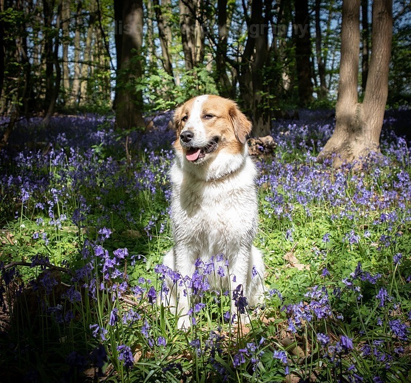  - Pet Photography