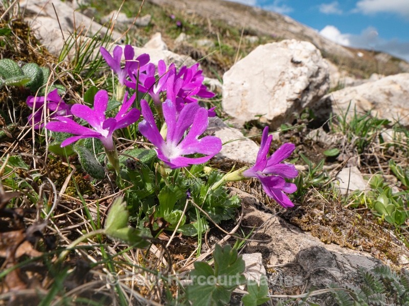 Dwarf primula (Primula minima) also Least primrose - Flowers in the Landscape