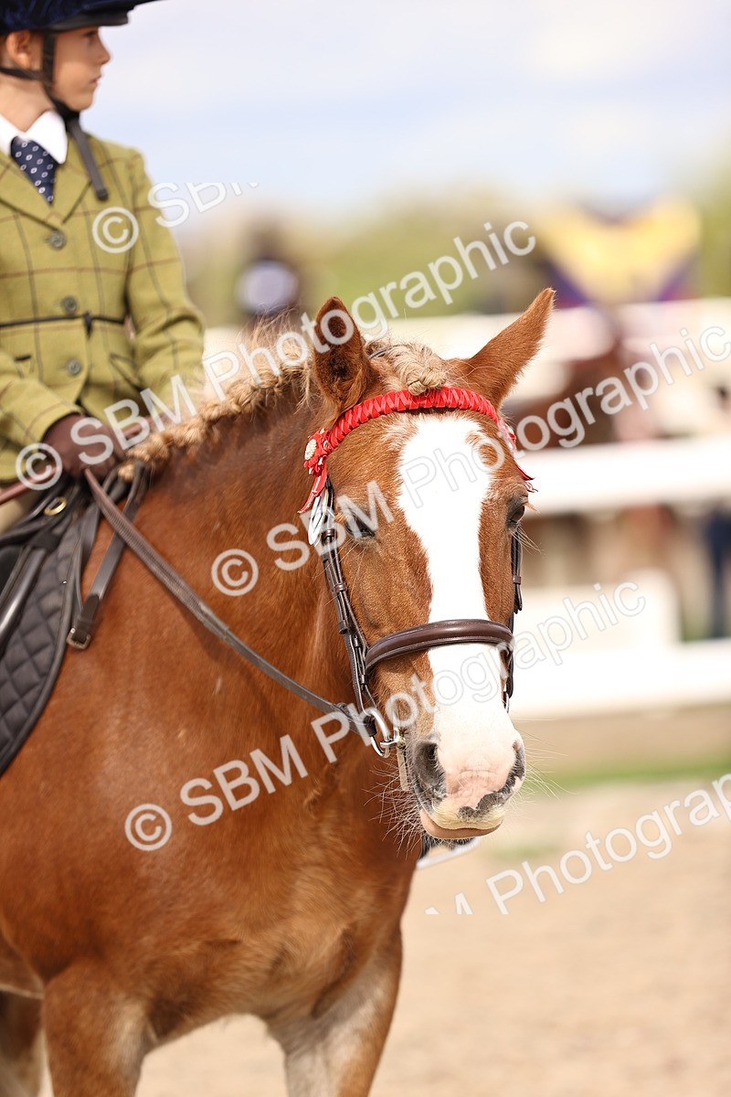 SBM_16139 - Class 420 - Horse-Pony Judge would most like to take home (IH or Ridden) Jnr