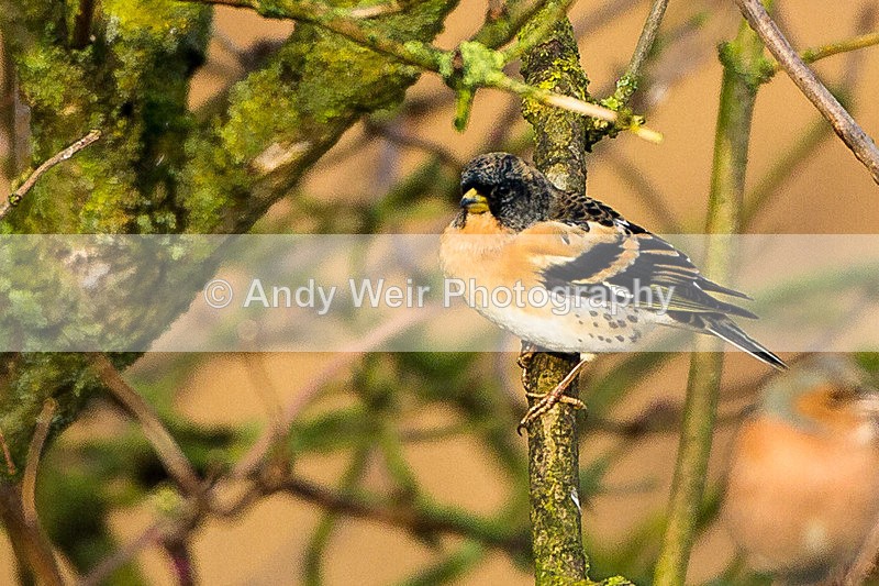 20130113-_MG_2026 - Finches