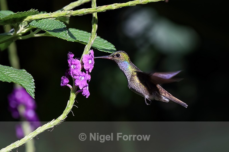 Charming Hummingbird hovering in sunshine, Drake Bay, Costa Rica - Charming Hummingbird