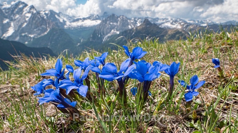 Spring Gentian (Gentiana verna) - Flowers in the Landscape