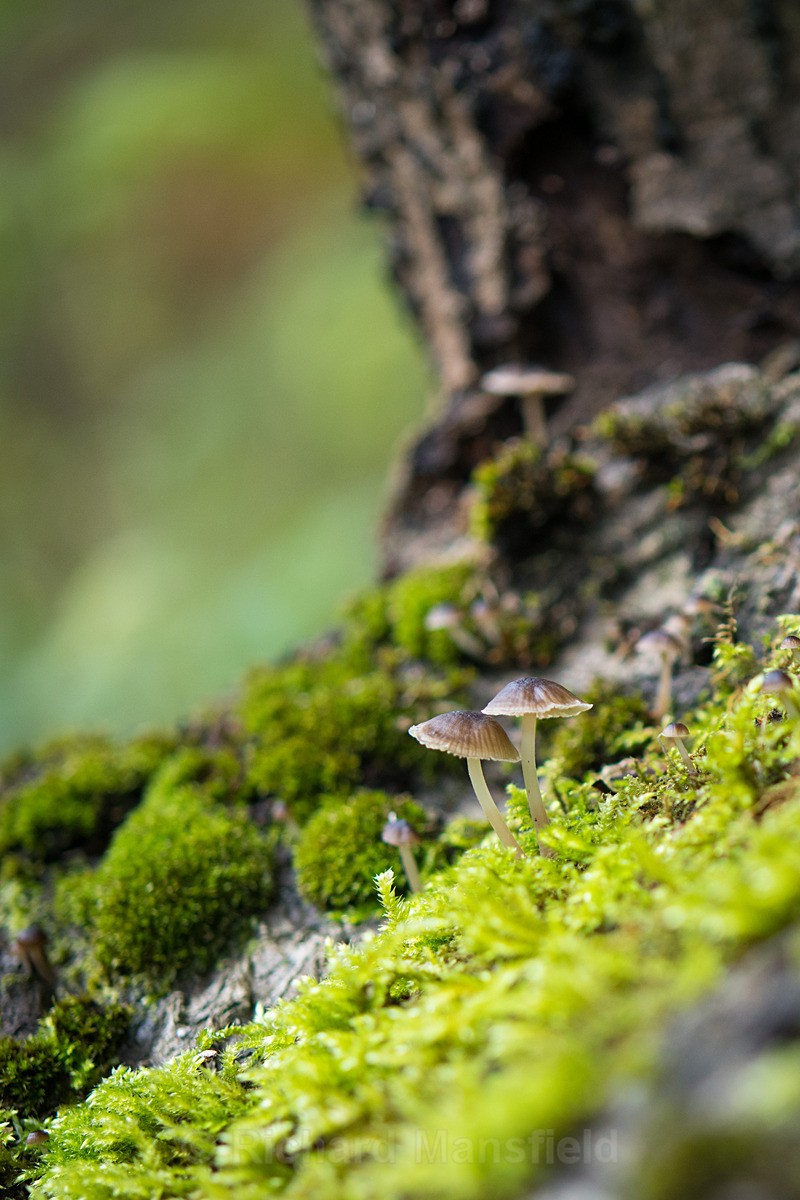  - Funghi