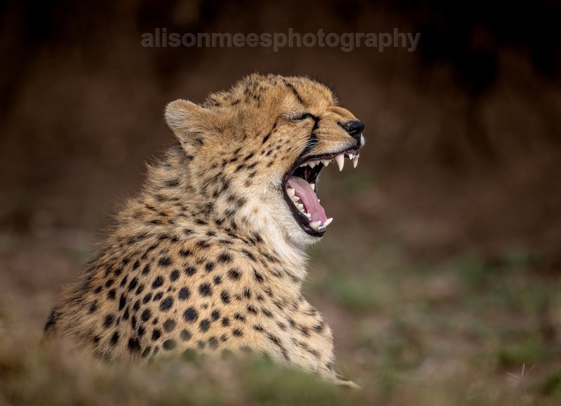  - Cheetah