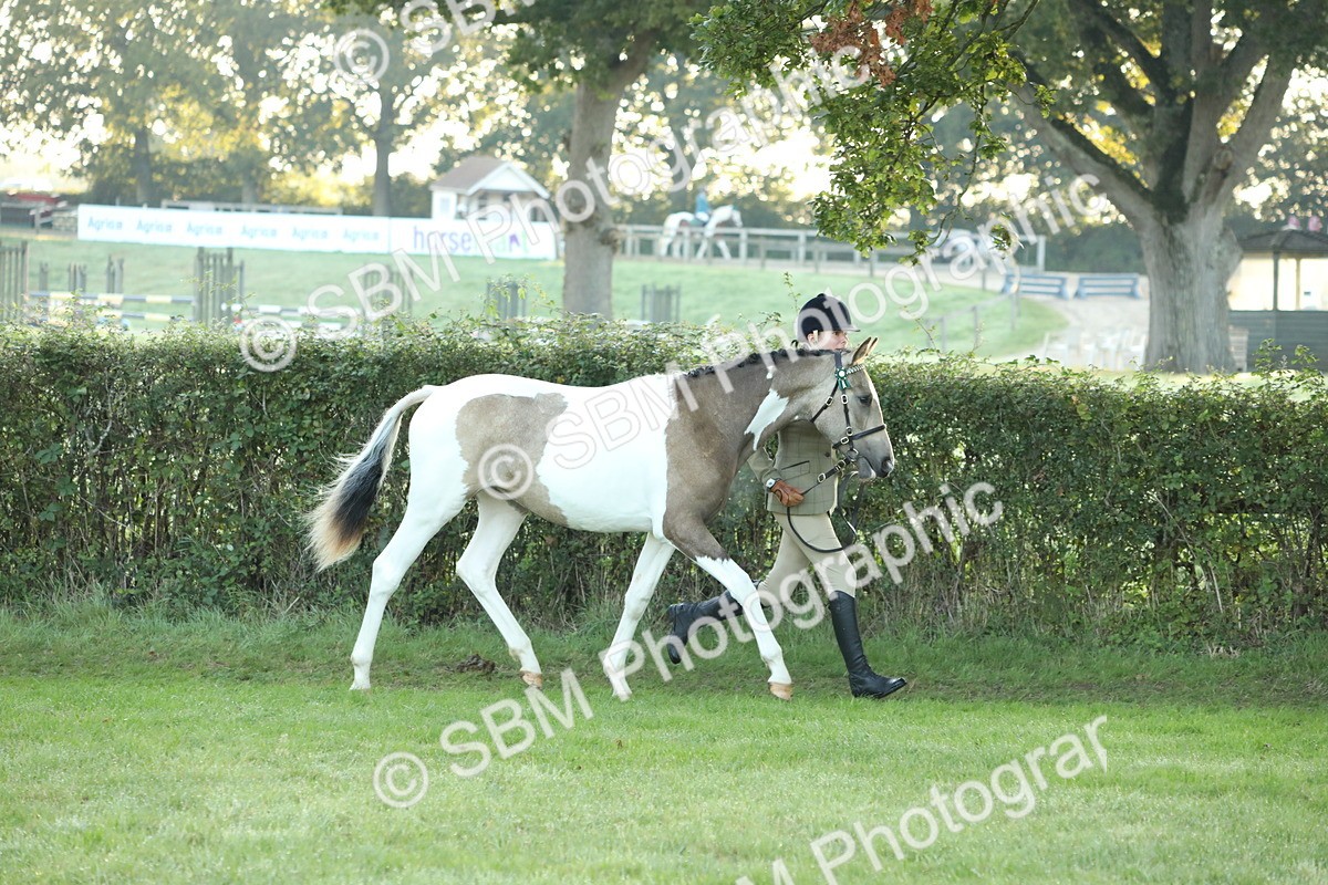 SBM_57792 - S42 - Youngstock