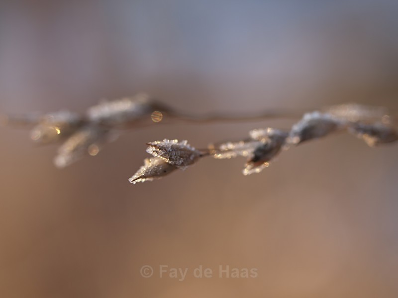  - Winter's Sparkle