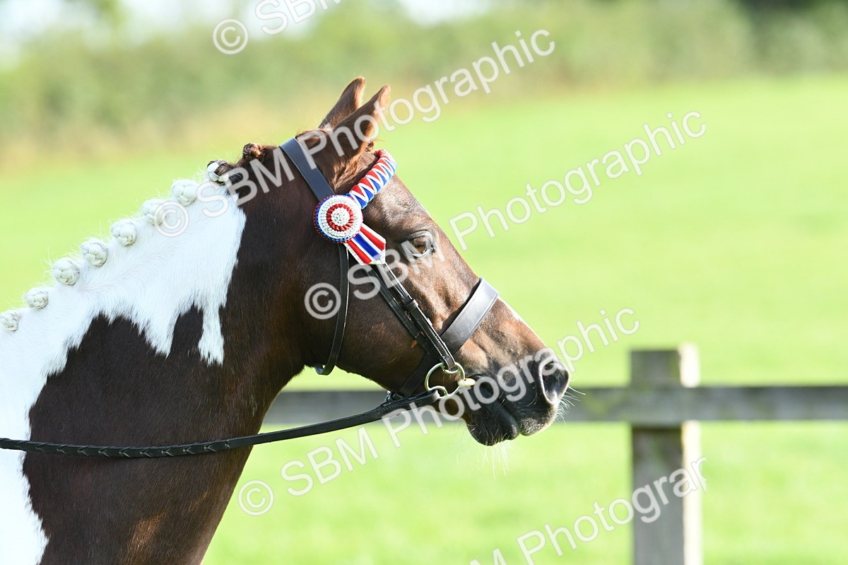 SBM_52356 - S22 - 1st Ridden Show & Show Hunter Pony