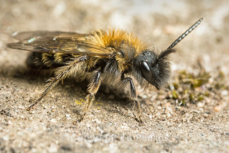 Andrena bicolor (m) - Andrena bicolor