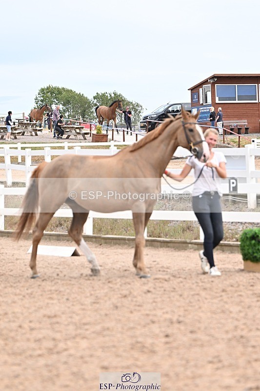 250716-153142-01979 - Trot Up 3.30 to 4.30
