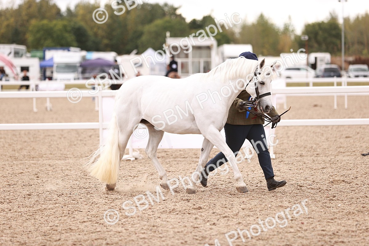 SBM_16158 - Class 411 - Prettiest Mare - (IH or Ridden Adult)