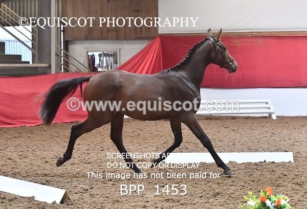 BPP_1453 - MORNING 9AM - 12PM