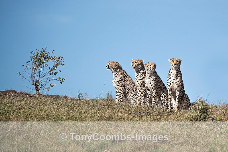 Cheetah with three older cubs - Mara North ~ Cats