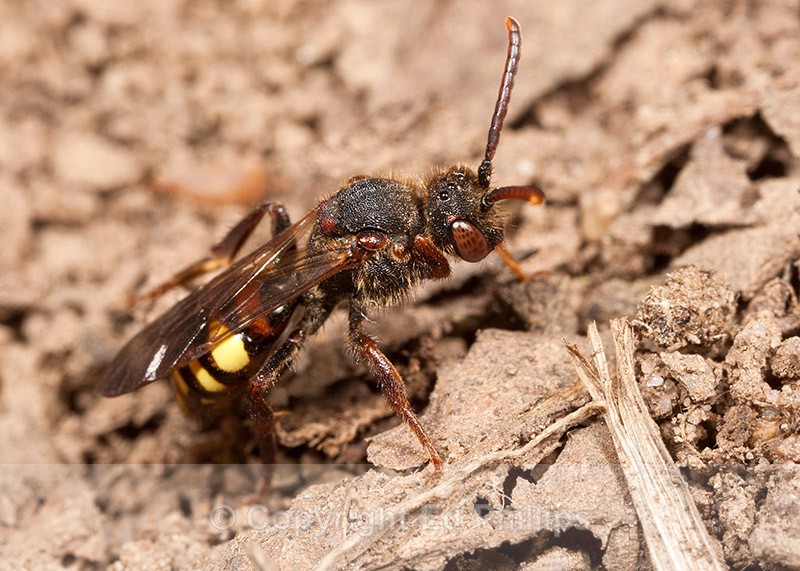 Nomada leucophthalma - Nomada leucophthalma