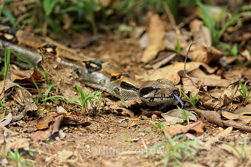Boa Constrictor, Copa De Arbol, Osa Peninsula, Costa Rica - REPTILES & AMPHIBIANS