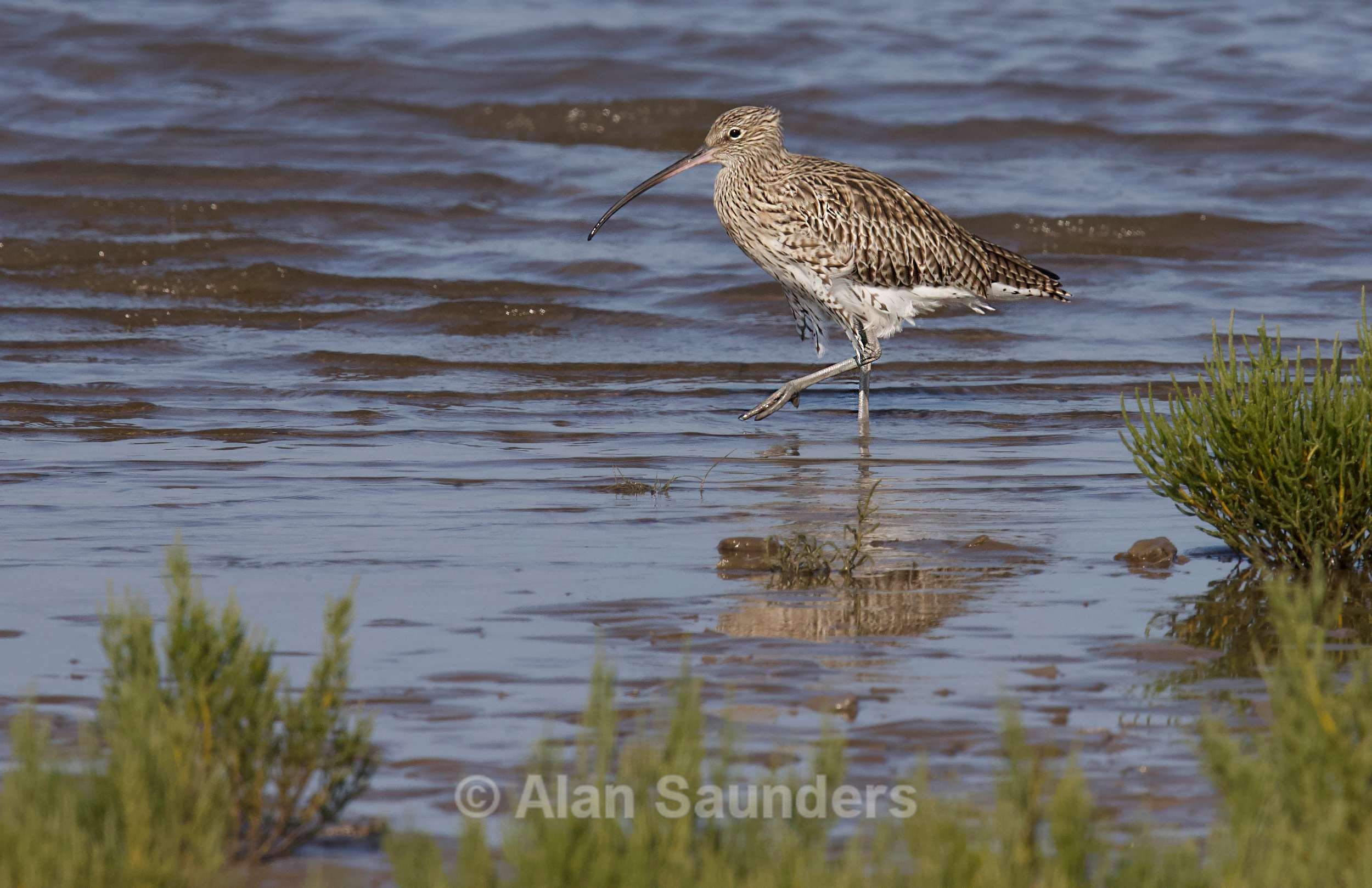 Eurasian Curlew 5