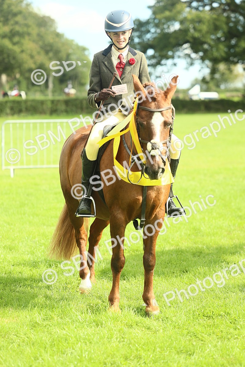 SBM_44824 - S31 - Working Hunter Pony