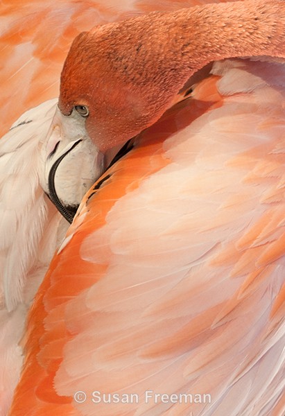Flamingo - Other Animals